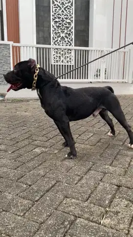 Anjing Pitbull jantan black mamba