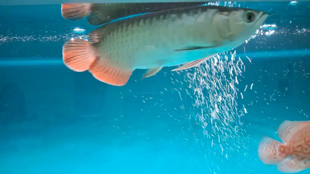 Ikan Arwana Golder Red