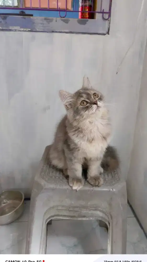 Persia mix BSH betina 4bln