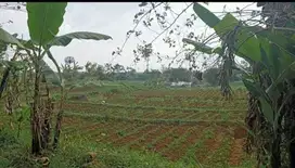 Tanah kebun murah di cicalengka Bandung