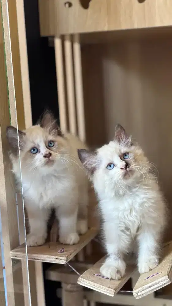 Kucing ragdol mix Himalaya