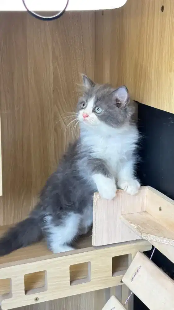 Persia mix mainecoon jantan