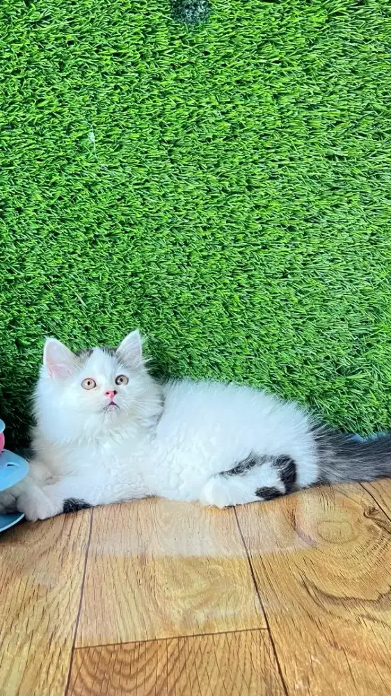 Persia mix mainecoon jantan