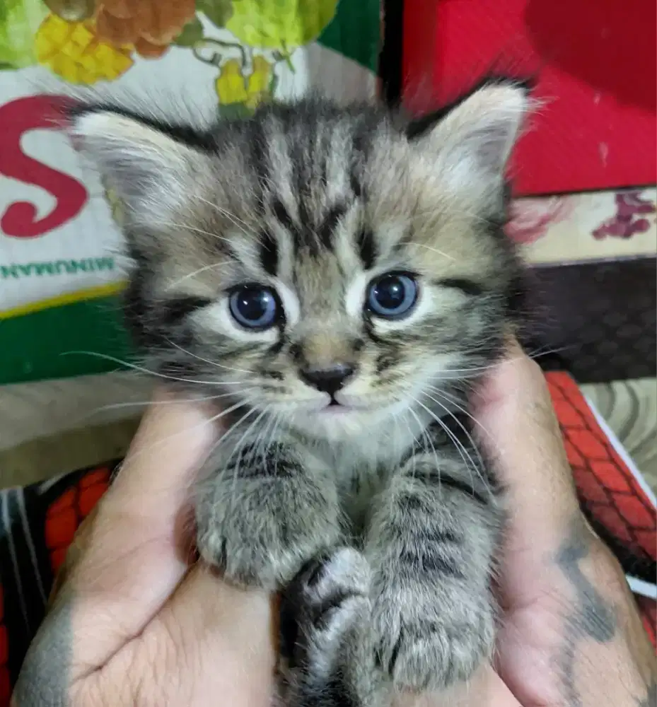 Jual Kucing Persia