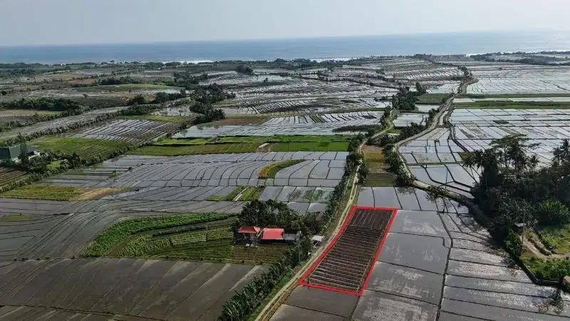 Tanah Tibubiyu Pasut Kerambitan Tabanan
