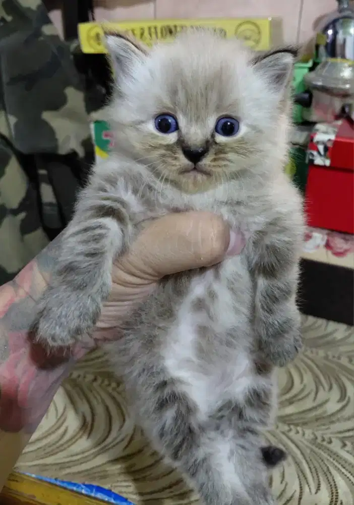 Jual Kucing Persia
