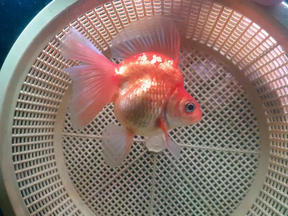 Ikan koki ryukin broadtail