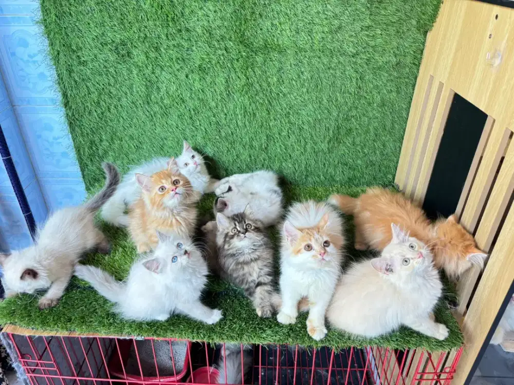 Kucing Persia dll