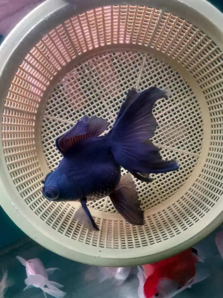 Ikan koki Black moor