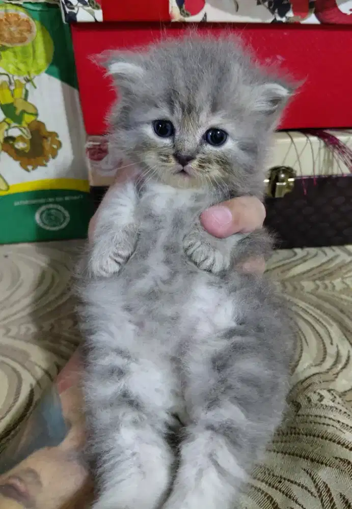 Jual Kucing Persia