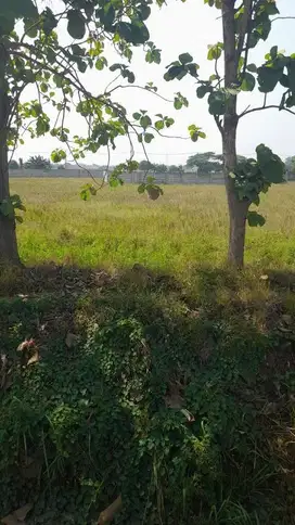 Dijual Tanah di Sriamur, Babelan, Bekasi