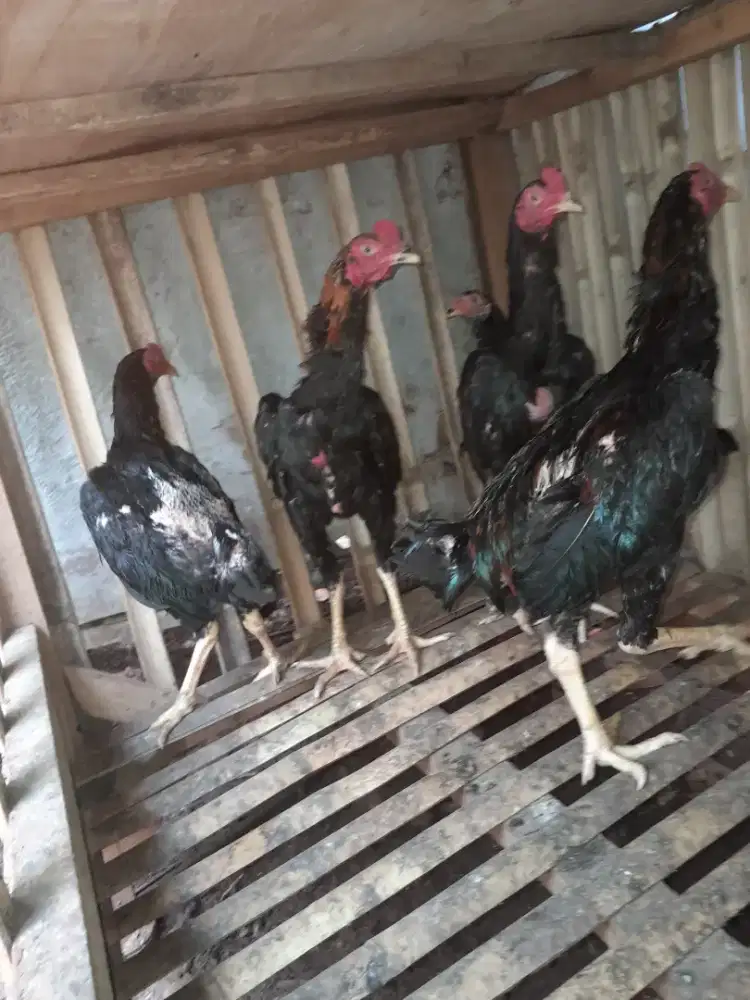 Jual 5 ekor ayam bangkok klasik umur 4 bulanan