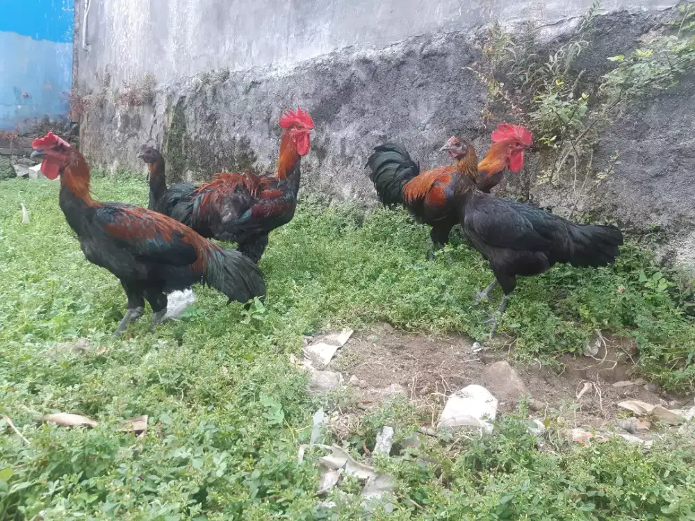 Ayam pelung body jumbo