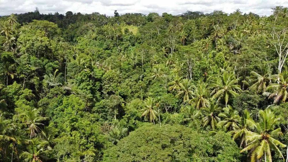 Land For Sale MURAH Lokasi Strategis View Gunung, Hutan Jungle di Tampak Siring