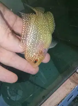 Louhan golden base