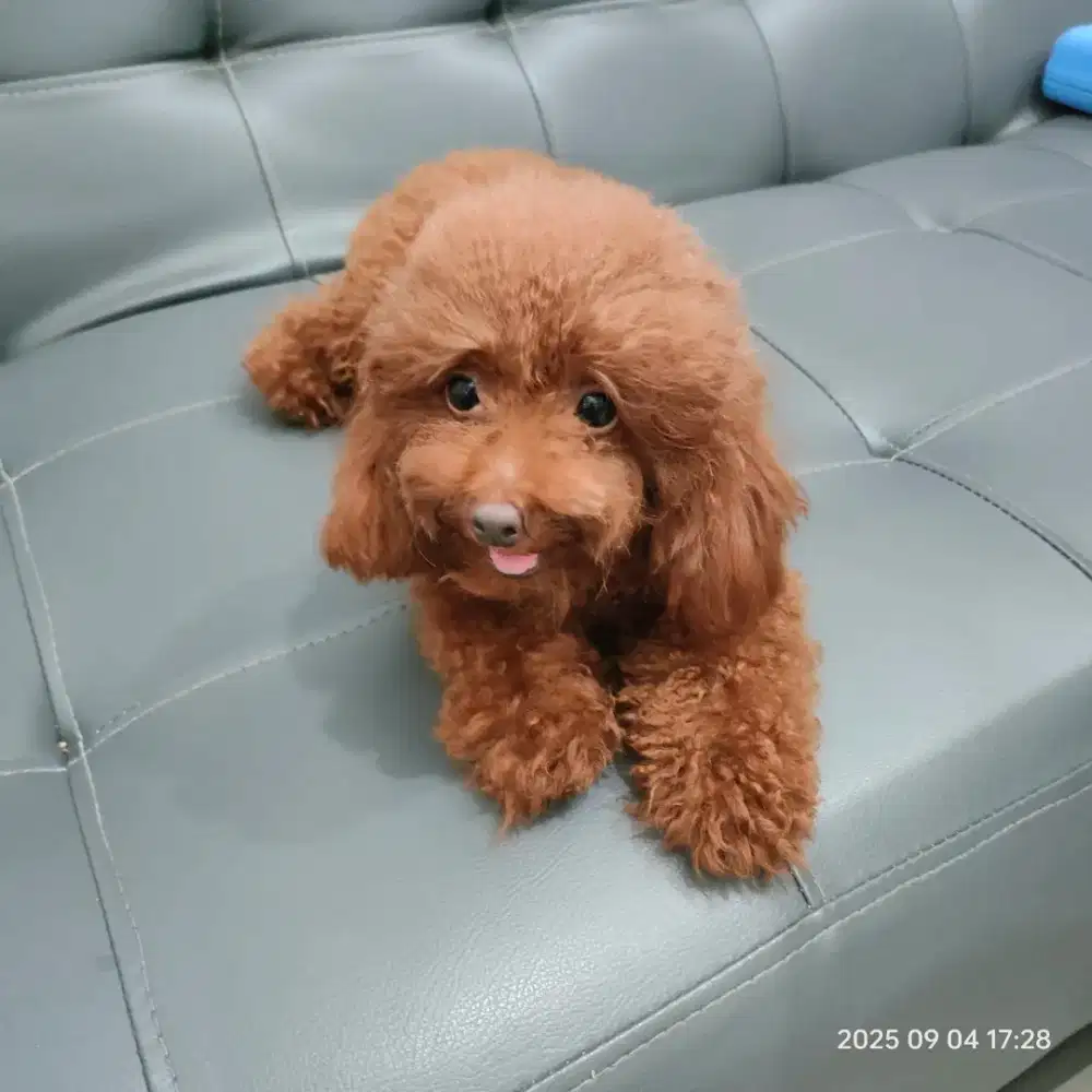 Toy poodle betina