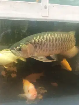 arwana golden sertifikat