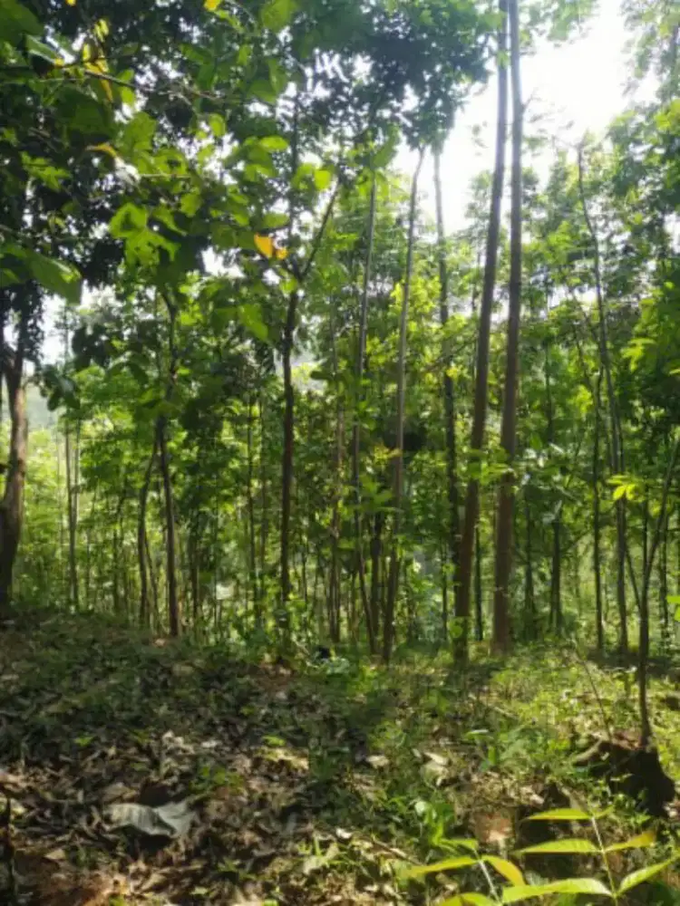 Tanah kebun murah dekat unnes