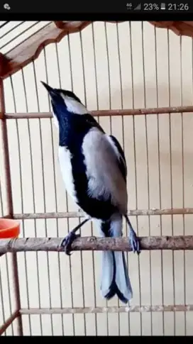 Burung masteran gelatik wingko