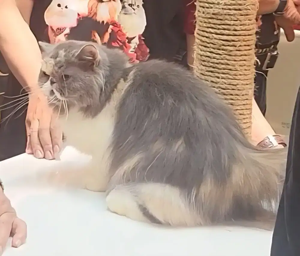 Peaknose bersertifikat murce