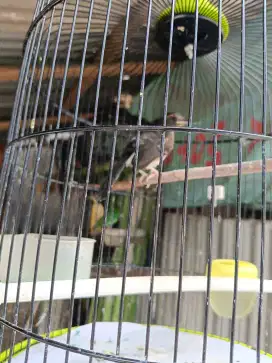 Murai Trotol satu Sangkar isi 2