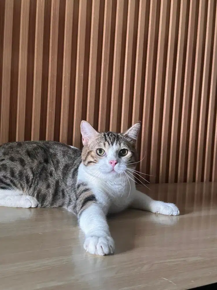 BSH scotish X genetta