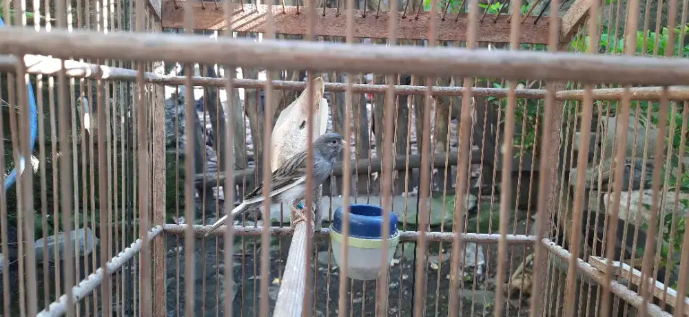 Kenari gacor murah