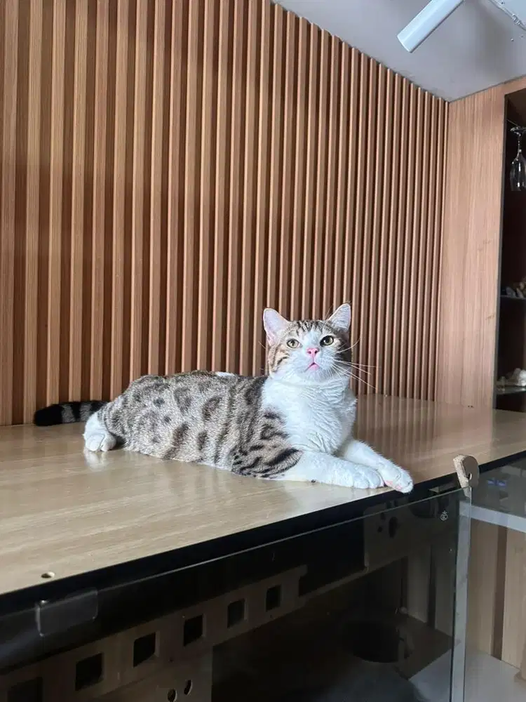 Scottish BSH x genneta