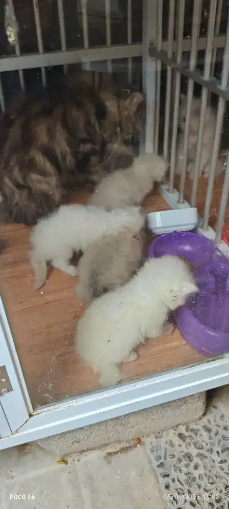 Siap diadopsi kitten