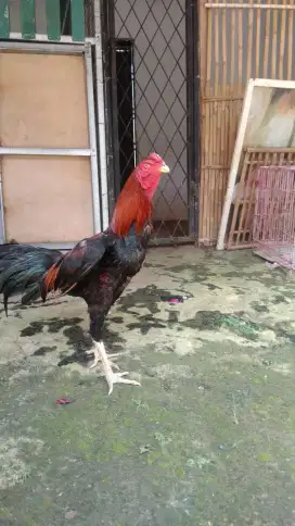 Jago Bangkok klasik