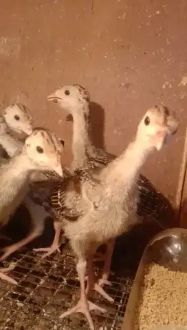 Ayam Kalkun Anakan