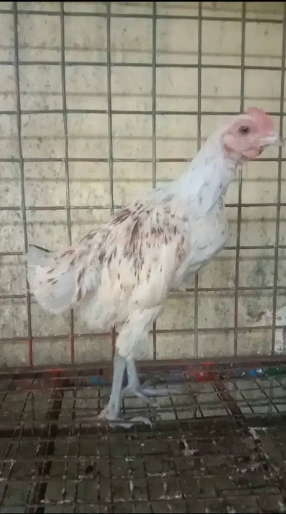 Ayam Ketawa Jantan Putih