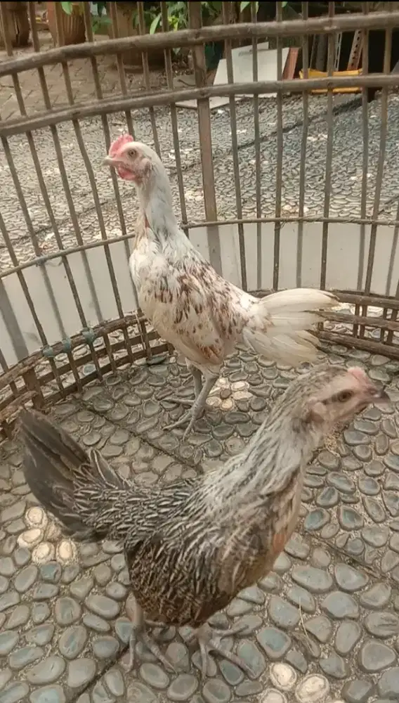 Sepasang Ayam Ketawa