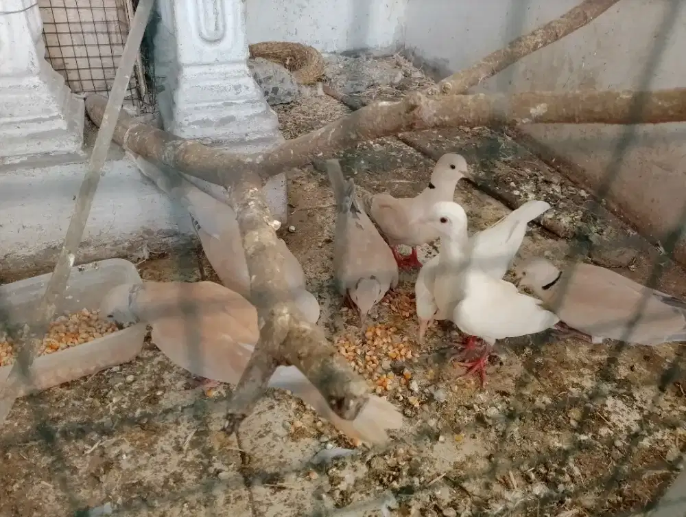 Burung Puter lokal
