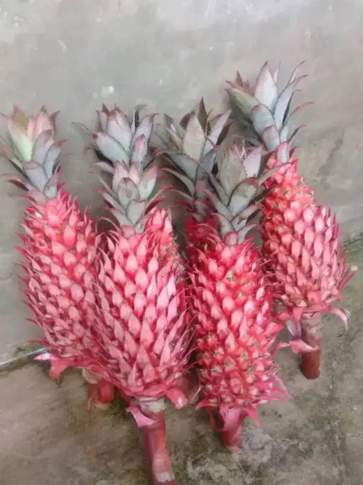 NANAS MERAH/NANAS SEBRANG ASLI