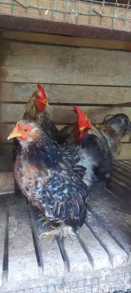 Ayam bantam cocin murah