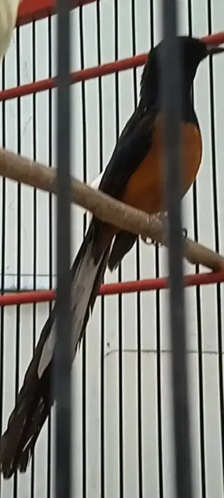 Hewan peliharaan