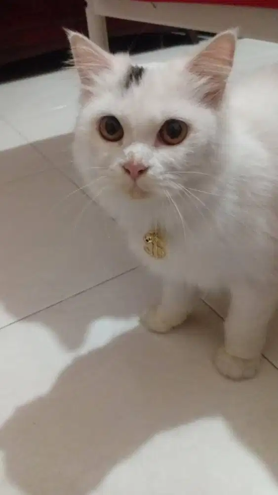 pacak gratis kucing persia medium hair