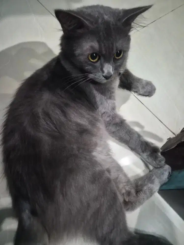 Kucing Angora Persia abu jantan usia 1thn
