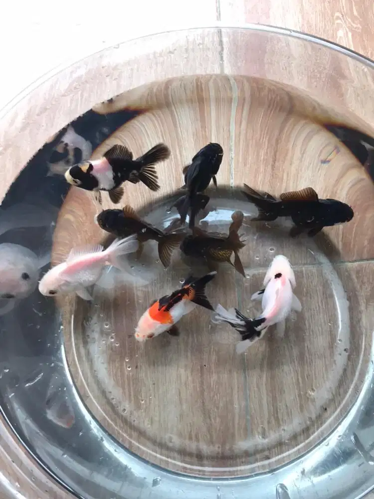 Mas Koki Oranda panda