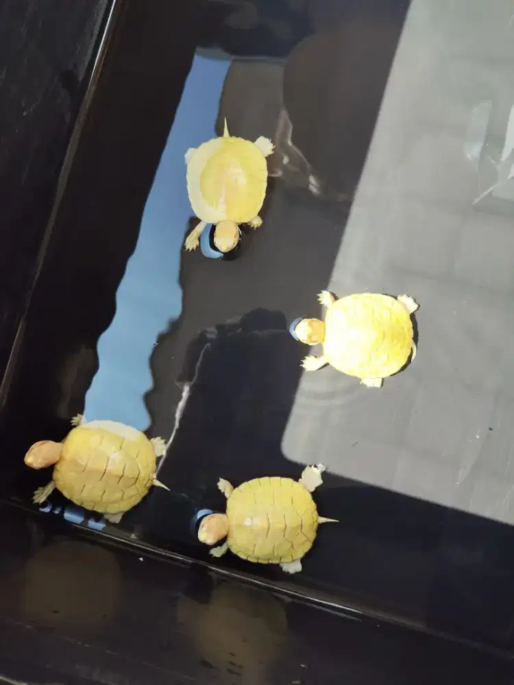 Kura kura brazil albino