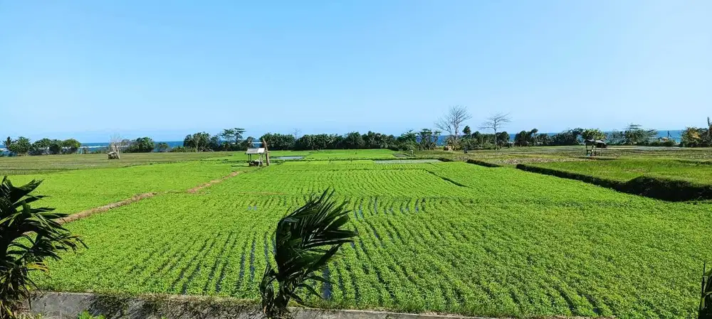 Dijual tanah Los pantai Pulukan, Medewi, Jembrana Bali