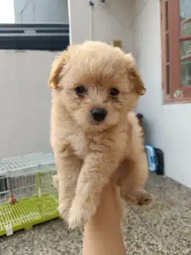 Dijual anjing bichon x minipom betina