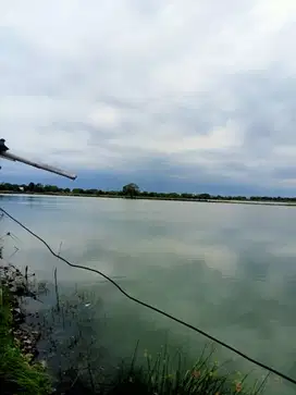 Jual Tambak Aktif Daerah Jabon Butuh Uang