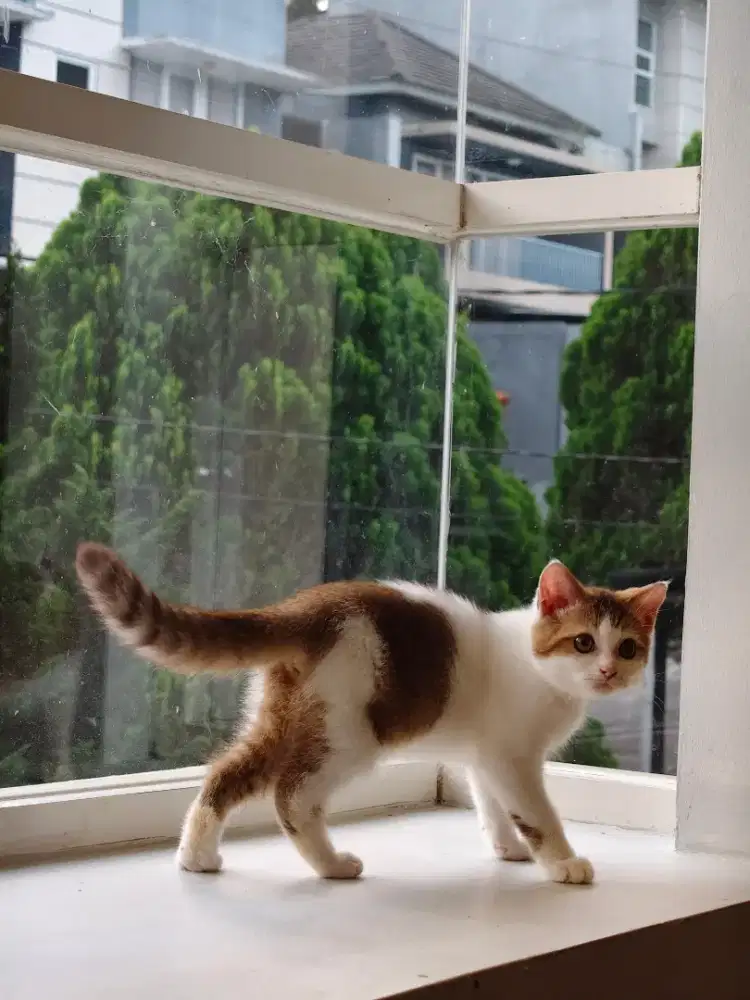 British Shorthair betina golden cinnamon