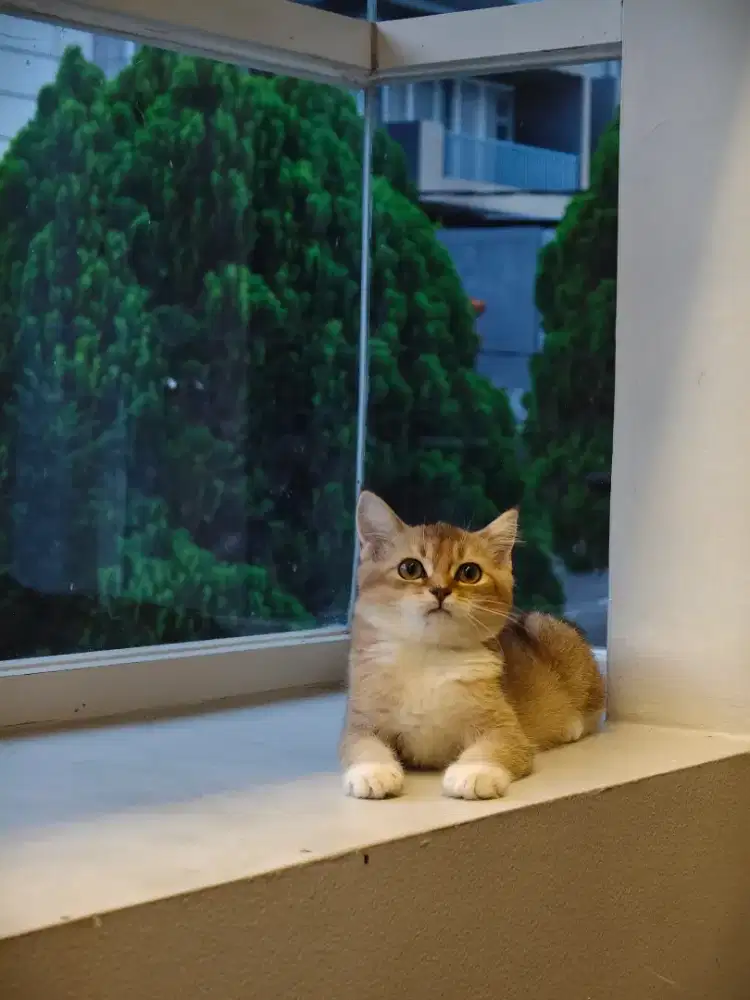 British Shorthair golden betina