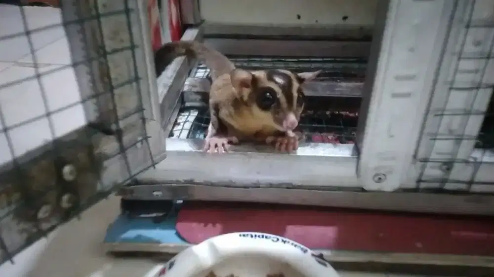 Sugar glider jantan