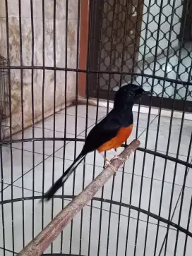 Murai batu balak 8 sabang Ring Mapan