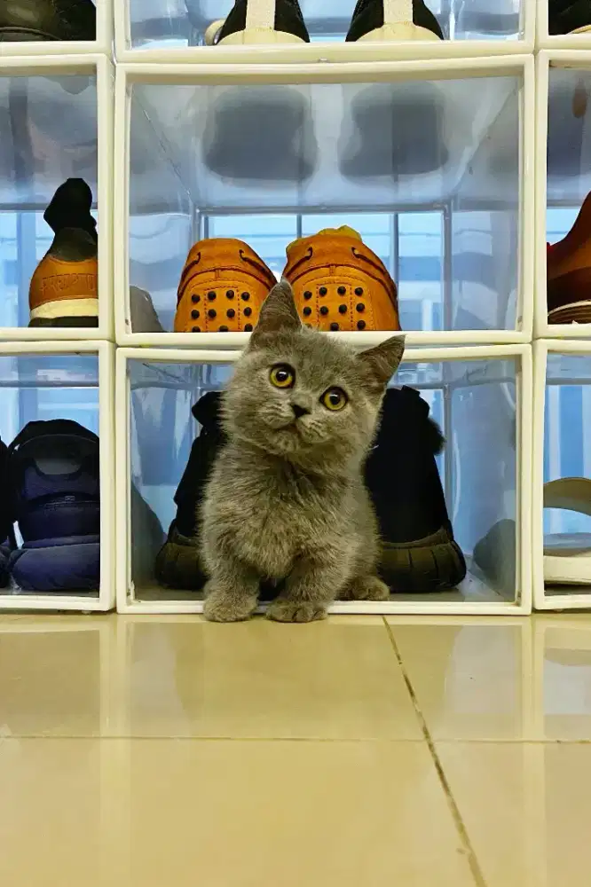 Munchki  British Shorthair