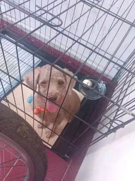 Dijual Mini Poodle Jantan Stambum
